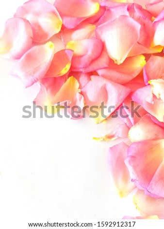 Beautiful colorful roses, flowers and nature background