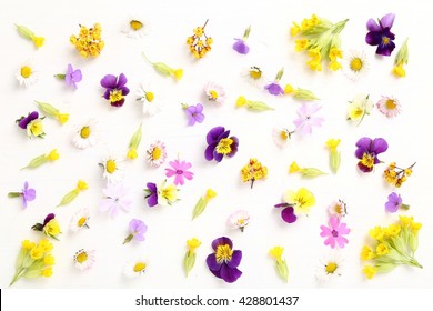 Beautiful colorful spring flowers on a white background.