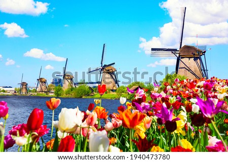 Beautiful colorful spring landscape in Netherlands, Europe. Famous windmills in Kinderdijk village with tulips flowers flowerbed in Holland. Famous tourist attraction in Holland.