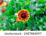 Beautiful and Colorful Sunflower Gaillardia Pulchella Isolated in a Field of Green Flowers