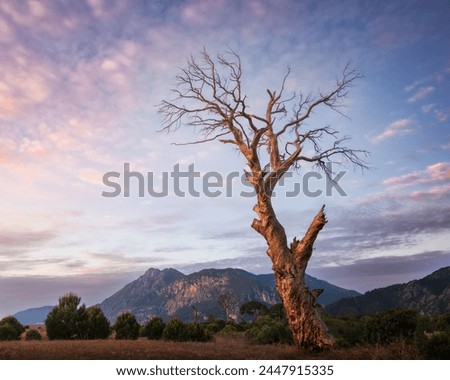 Beautiful colorful sunrise landscape with silhouette of big mighty leafless tree over grass and bushes with light pink clouds in the sky, Cirali, Turkey