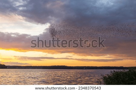 Beautiful, colorful sunset by the lake. Reeds grow on the shore. In the sky, a large flock of migratory birds - starlings. Latvia, Baltezers