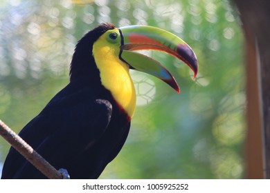 beautiful colorful toucan seen at roatan, honduras