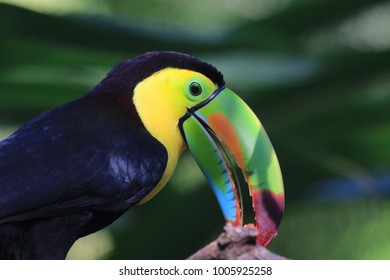 beautiful colorful toucan seen at roatan, honduras