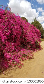 A Beautiful Colorful Tree In A Flower Farm In Kenya