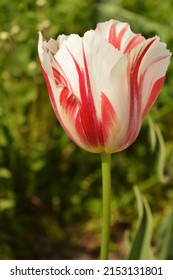 Beautiful colorful tulip in the early spring. Detail of a garden area in yard of village house, close up photo.