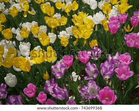 Beautiful colorful tulips blooming in the garden 