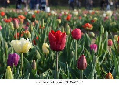 Beautiful colorful tulips close up in a garden field. Side perspective. Petals. Sunny spring. Grass and vegetation on a meadow full of tulips. Beautiful colorful flowers during spring in a sunny day.
