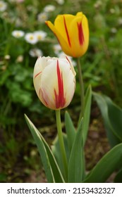 Beautiful colorful tulips in the early spring. Detail of a garden area in yard of village house, close up photo.