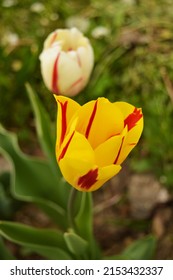 Beautiful colorful tulips in the early spring. Detail of a garden area in yard of village house, close up photo.