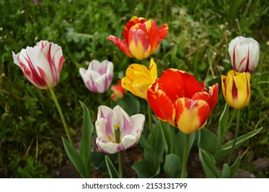 Beautiful colorful tulips in flower meadow in the early spring. Detail of a flower meadow in yard of village house, close up photo.