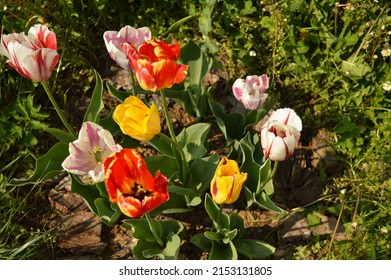 Beautiful colorful tulips in flower meadow in the early spring. Detail of a flower meadow in yard of village house, close up photo.