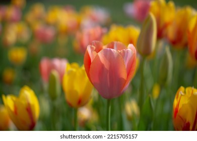 Beautiful Colorful Tulips Flower In Spring Time Garden