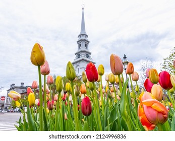 Beautiful colorful tulips outside in Portsmouth city center with North Church-Portsmouth UCC in the background. New Hampshire. USA