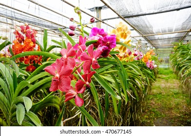 Beautiful And Colorful Vanda Orchids. Orchid Farm. Thailand