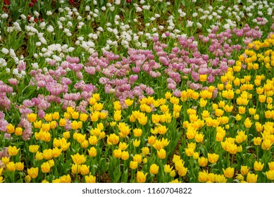 The Beautiful Colorful Verity 
Winter Flowers In Garden Of Winter Flower Show Festival.