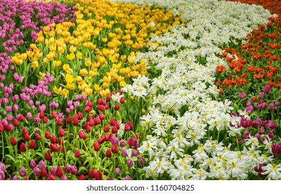 The Beautiful Colorful Verity 
Winter Flowers In Garden Of Winter Flower Show Festival.