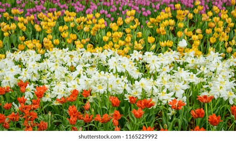 The Beautiful Colorful Verity Winter Flowers In Garden Of Winter Flower Show Festival.