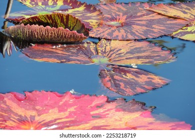 Beautiful colorful water lily leaves - Shutterstock ID 2253218719
