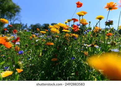 Beautiful, colorful wildflowers in full bloom, in a ditch out in the Danish countryside. Many different flowers like poppy, daisy, violet. It is a beautiful, sunny summer day. - Powered by Shutterstock