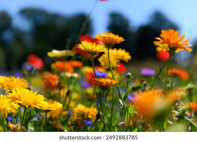 Beautiful, colorful wildflowers in full bloom, in a ditch out in the Danish countryside. Many different flowers like poppy, daisy, violet. It is a beautiful, sunny summer day. - Powered by Shutterstock