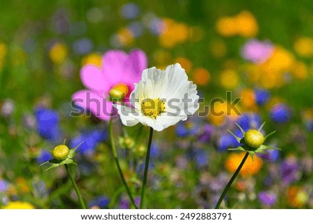 Similar – Once upon a time; flowers and grasses of a flower meadow