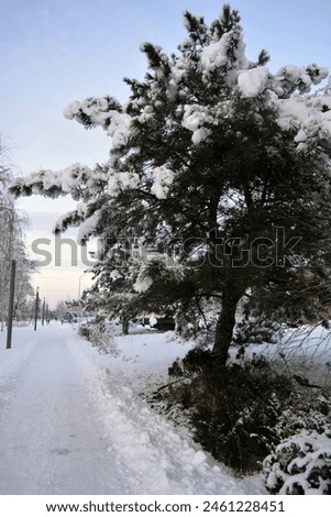 Similar – Image, Stock Photo Avenue of fir trees clear sky 3d render