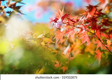 15,268 Gold colors spectrum Images, Stock Photos & Vectors | Shutterstock