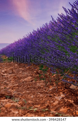 Similar – Lavender I Environment