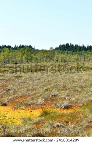 Beautiful colors of vast wild swamps and marshes. Torronsuo National Park. Suomi. Finland