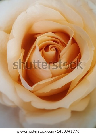 Similar – Image, Stock Photo Macro shot of a rose pink