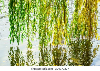 Beautiful Colourful Branches of Willow Tree Hanging Over Water Surface in a Sunny Day in Autumn