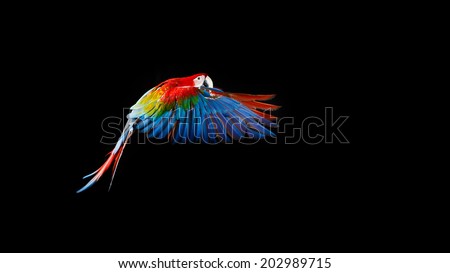 Beautiful colourful parrot, Flying Ara on a dark background