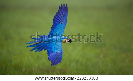 Beautiful colourful parrot in free flight, Blue and Yellow Macaw, Ara Ararauna, flying macaw, beautiful bird