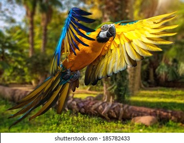 Beautiful colourful parrot over tropical background  - Powered by Shutterstock