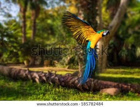 Beautiful colourful parrot over tropical background 