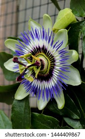 Beautiful colourful passion flower in the garden.