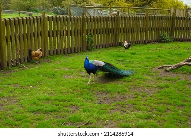 A beautiful, colourful peacock with bright blue plumage observes its surroundings as it roams around near the wooden fence of its grassy enclosure, while other bird species cohabit in the background.
