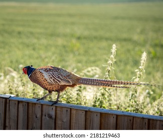 Beautiful colourful ring necked pheasant game bird sitting on fence in garden