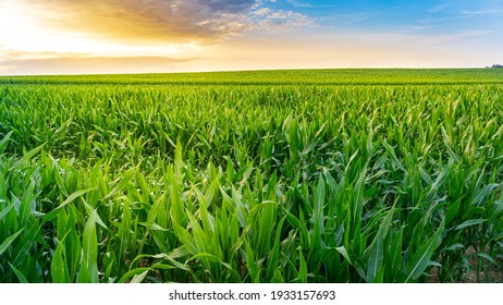 Beautiful and colourful sunset scenery in rural countryside environment over the green cornfield with the breathtaking sky in the background while the sun is shining. Natural landscape environment. 