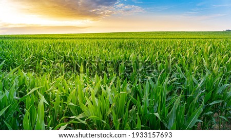 Beautiful and colourful sunset scenery in rural countryside environment over the green cornfield with the breathtaking sky in the background while the sun is shining. Natural landscape environment. 