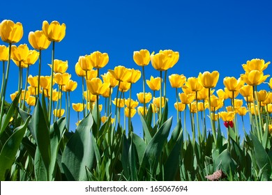 Beautiful colourful tulip flowers background in spring - Powered by Shutterstock