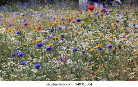 A Beautiful Colourful Wild Flower Meadow, Dorset, England, UK.