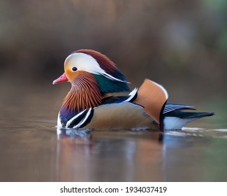 A Beautiful Colourful Wild Mandarin Duck Portrait, British Wildlife Birds