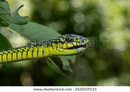 Beautiful colours of an adult male boomslang (Dispholidus typus), also known as a tree snake or African tree snake, as it slithers through a small tree