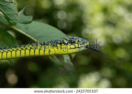 Beautiful colours of an adult male boomslang (Dispholidus typus), also known as a tree snake or African tree snake, as it slithers through a small tree