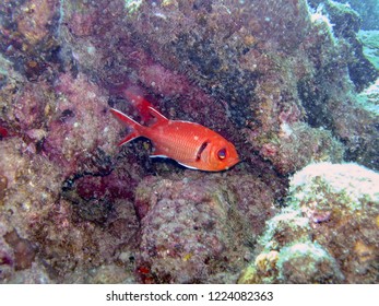 The Beautiful Colours Of The Ocean All Found While Diving In The Dominican Republic