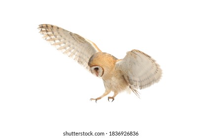Beautiful Common Barn Owl Flying On White Background