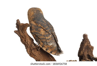 Beautiful common barn owl on tree against white background, back view