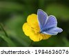 british butterfly wildflower